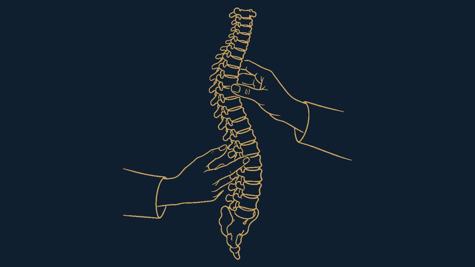 Hands on a spine model