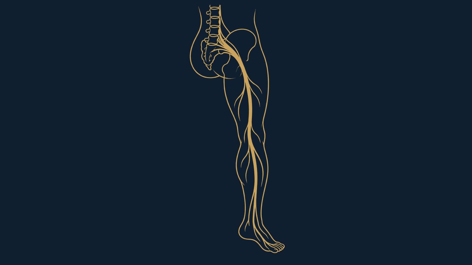 The path of the sciatic nerve down a leg